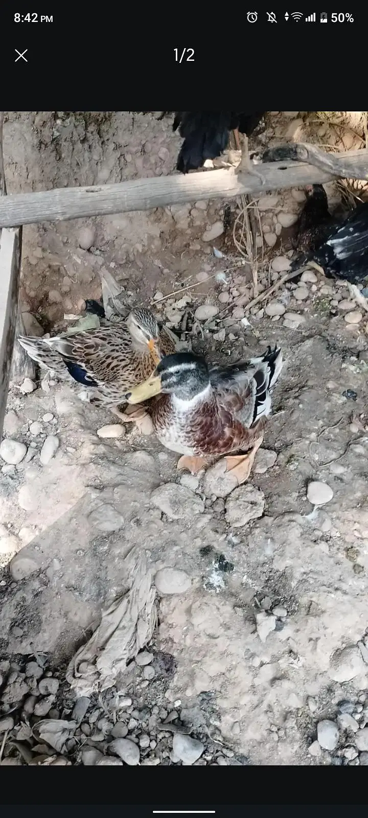 ducks for sale — photo 2