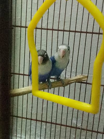 Blue Fishers love birds pair for sale