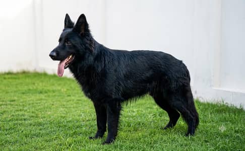 Black Long Coat German Shepherd Male
