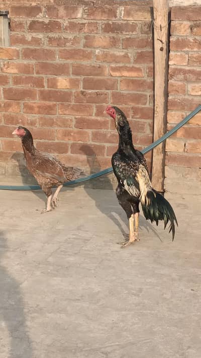 bredar pair