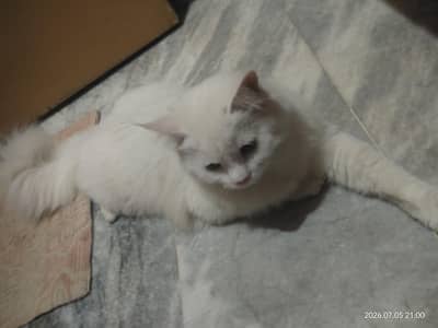 persian urjent sale serious buyers only
