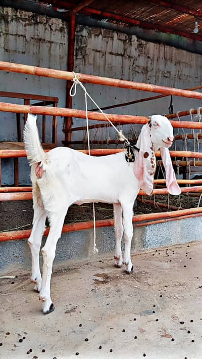 Gulabi Bakria Available for Sale