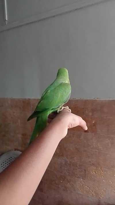 Handtame Ringneck Male