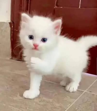 (Persian female kitten) (for sale all) (Pakistan delivery available)