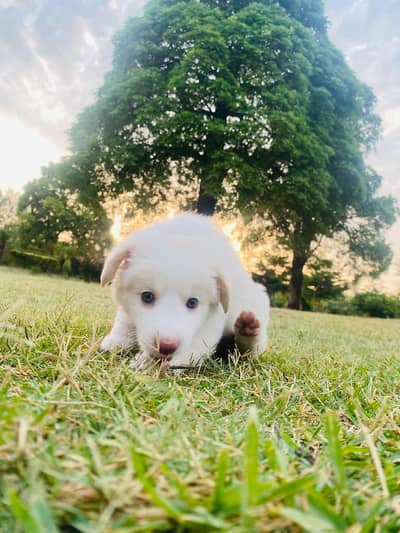 Russian Puppy