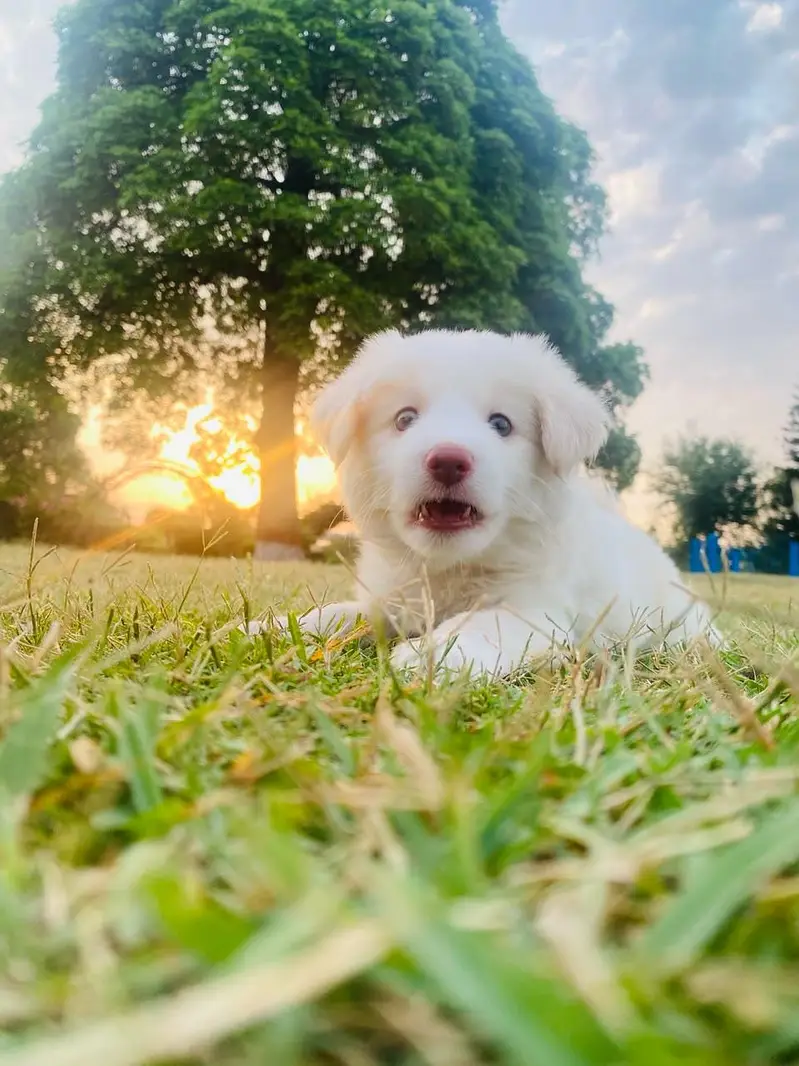 Russian Puppy — photo 2