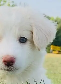 Russian Puppy — photo 3