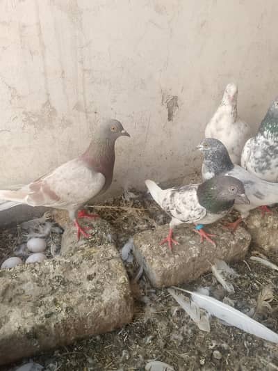 healthy and active pigeon yellow eye or sahrazi price Kam ho gaye gy
