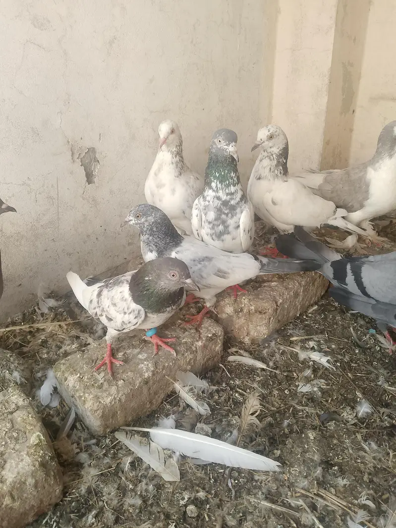 healthy and active pigeon yellow eye or sahrazi price Kam ho gaye gy — photo 2