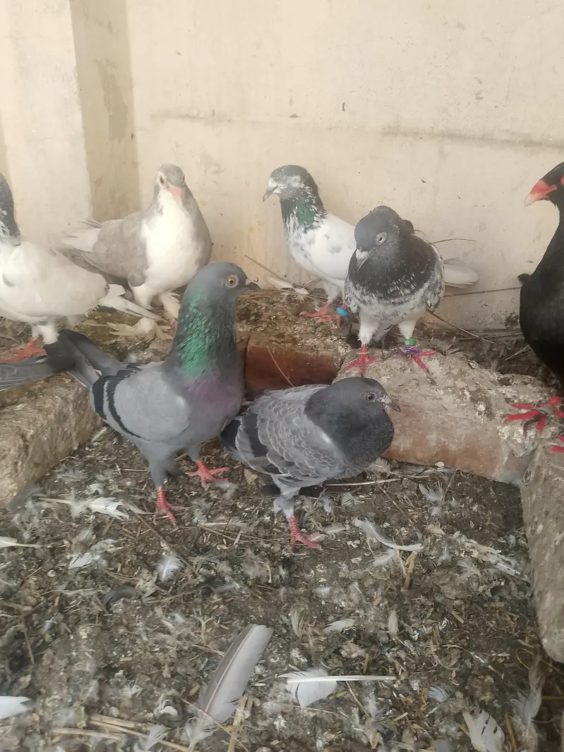 healthy and active pigeon yellow eye or sahrazi price Kam ho gaye gy — photo 3