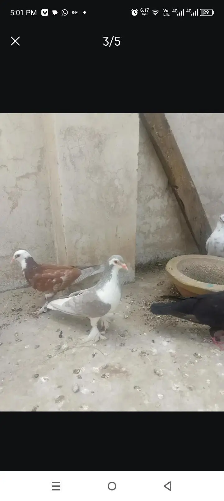 healthy and active pigeon yellow eye or sahrazi price Kam ho gaye gy — photo 4