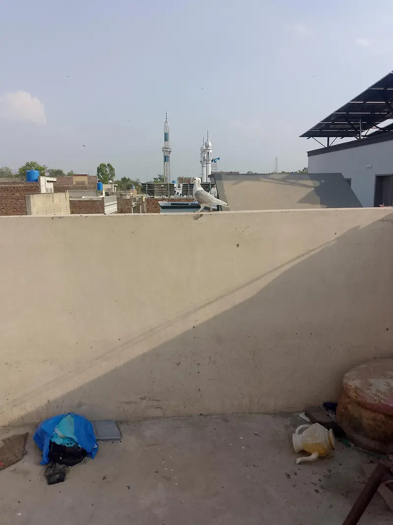 healthy and active pigeon yellow eye or sahrazi price Kam ho gaye gy — photo 5