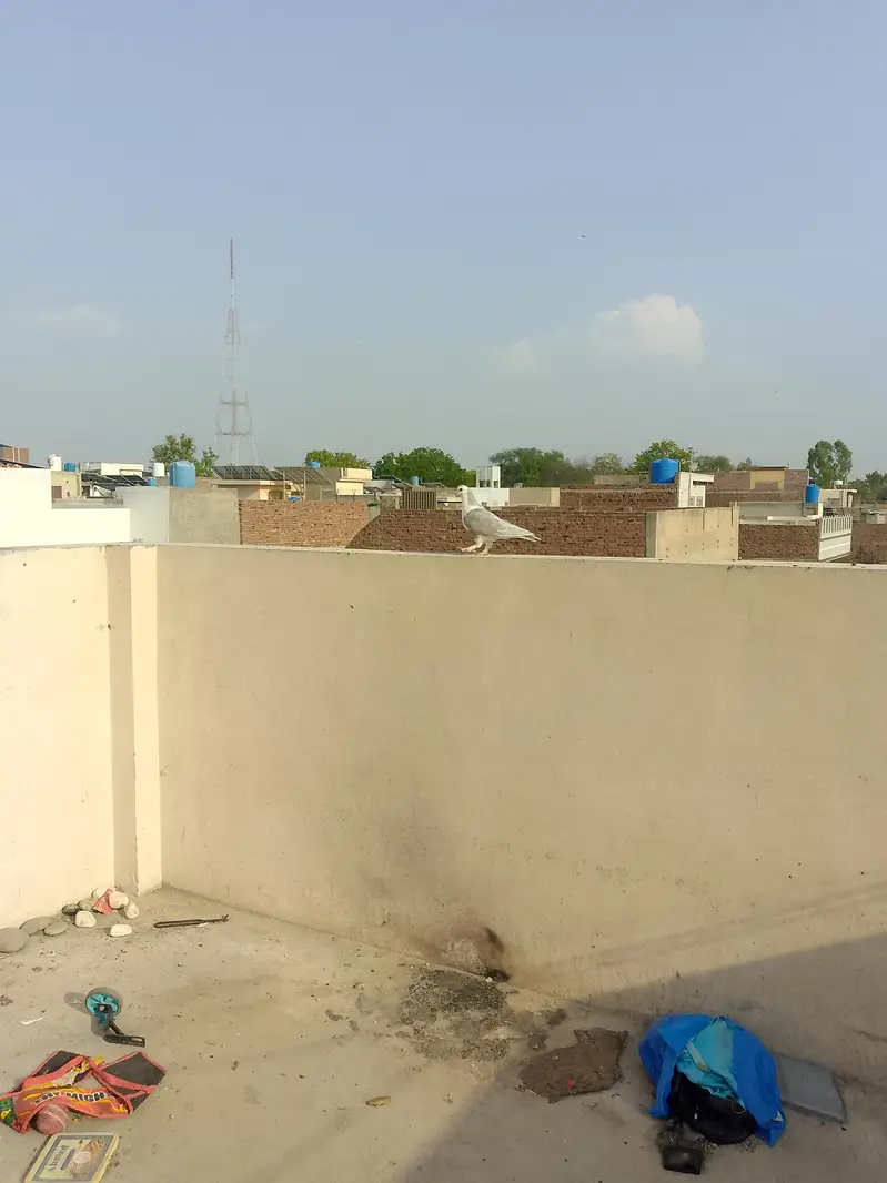 healthy and active pigeon yellow eye or sahrazi price Kam ho gaye gy — photo 6