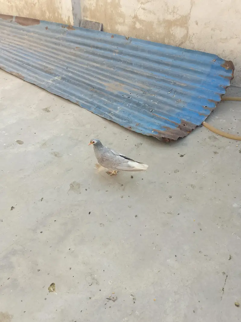 healthy and active pigeon yellow eye or sahrazi price Kam ho gaye gy — photo 7