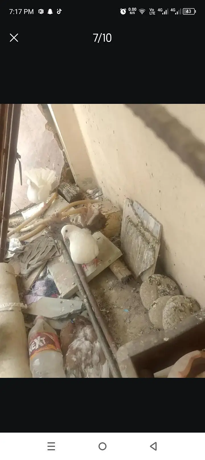healthy and active pigeon yellow eye or sahrazi price Kam ho gaye gy — photo 8