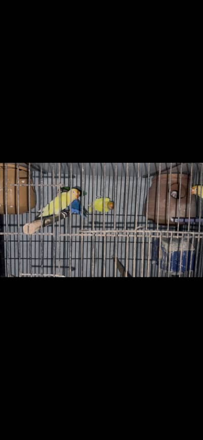 Lovebirds