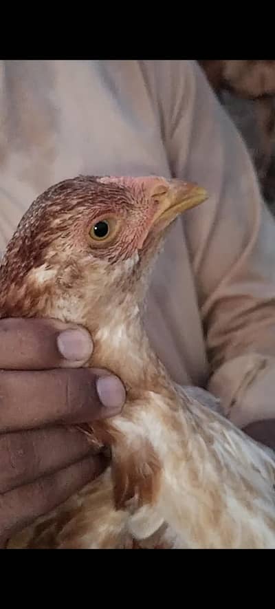 Mianwali Aseel gulwi murghya