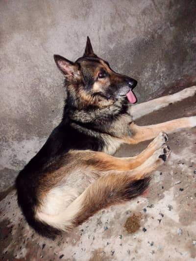 German Shepherd Double Coat