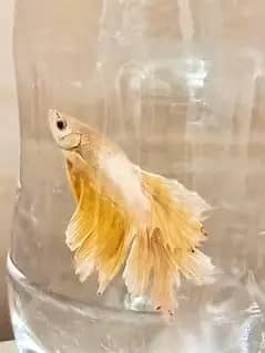 Beautiful imported betta fish