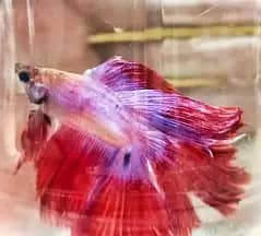 Beautiful imported betta fish