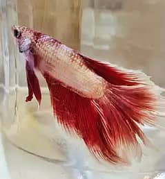 Beautiful imported betta fish