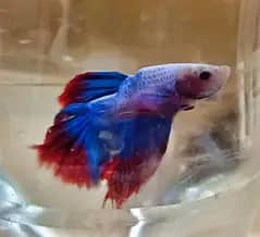 Beautiful imported betta fish