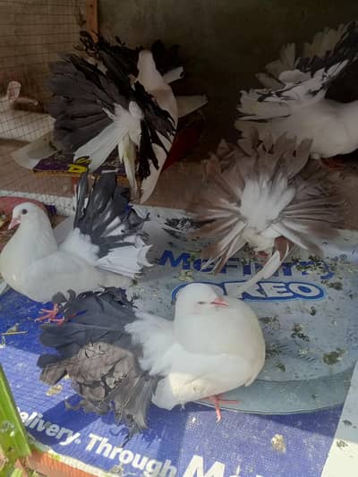 fantail pigeon