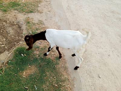 male tappra bisar tedda kid