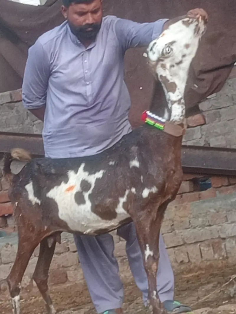 Nagra Gabn bakri sale — photo 2