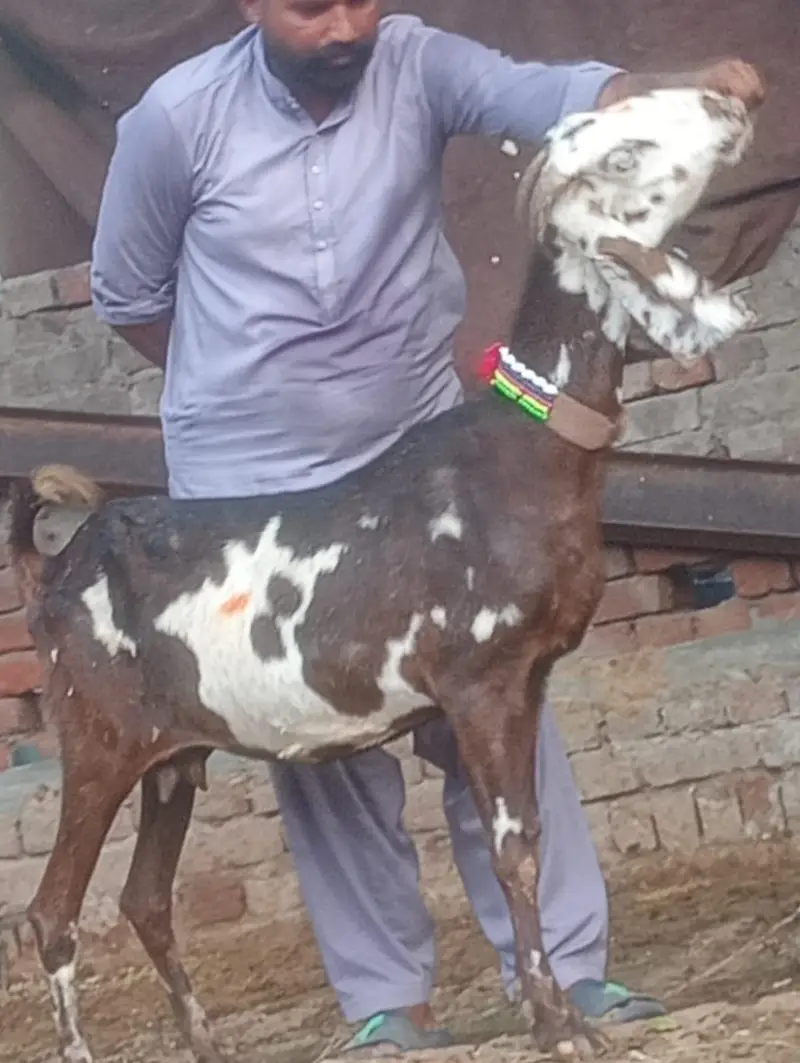 Nagra Gabn bakri sale — photo 3