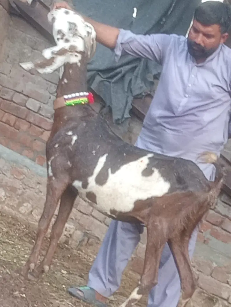 Nagra Gabn bakri sale — photo 4