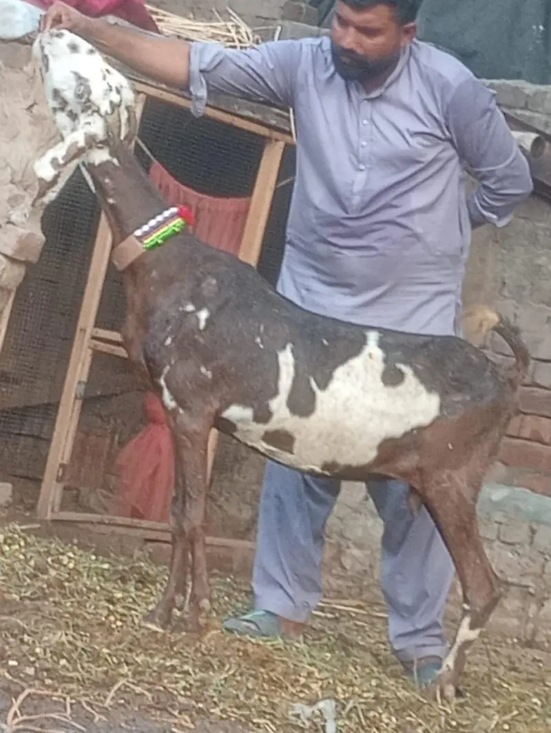 Nagra Gabn bakri sale — photo 5