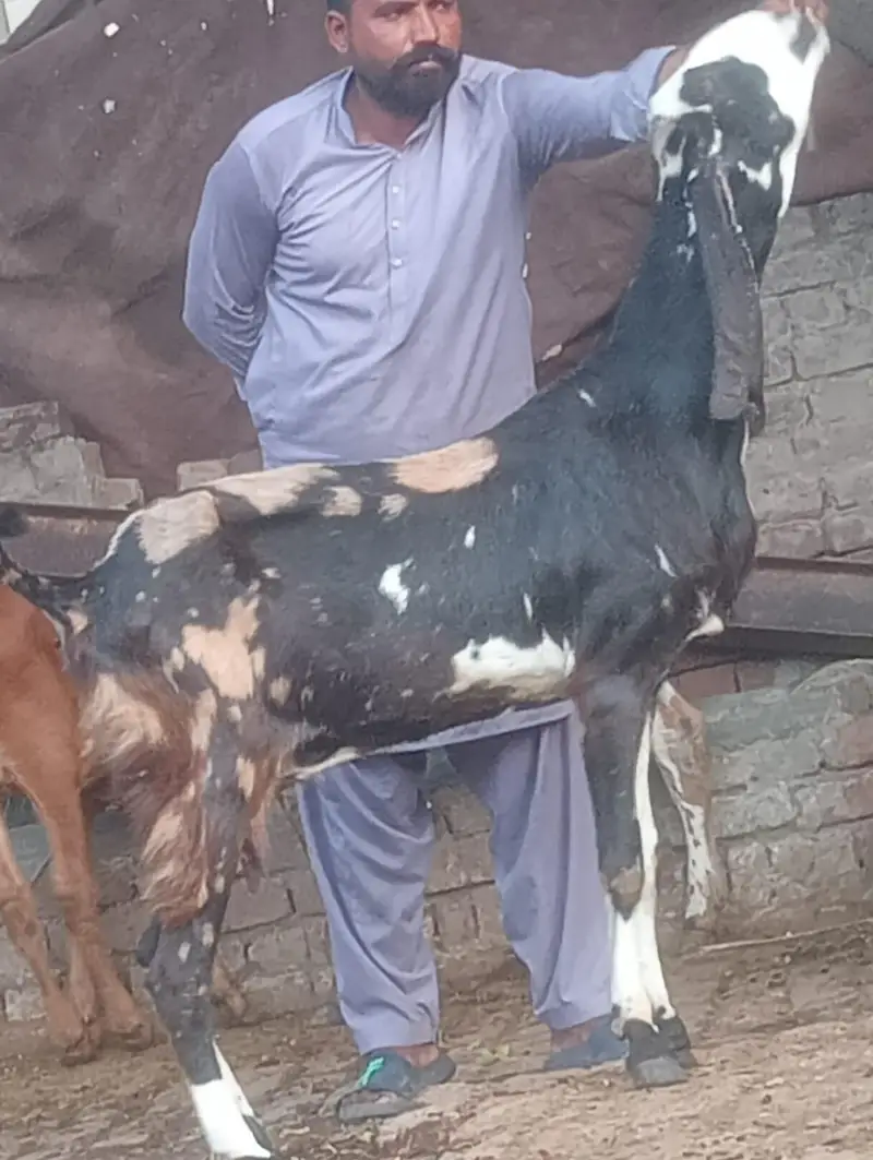 Nagra Gabn bakri sale — photo 6