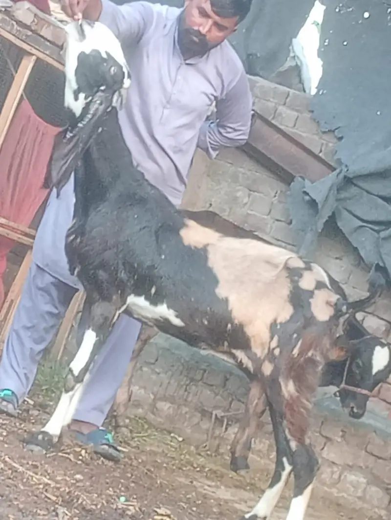 Nagra Gabn bakri sale — photo 7