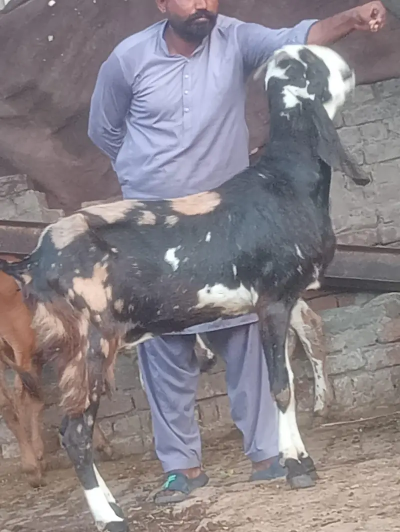 Nagra Gabn bakri sale — photo 8