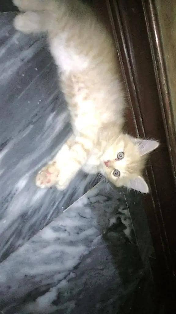 kittens 2