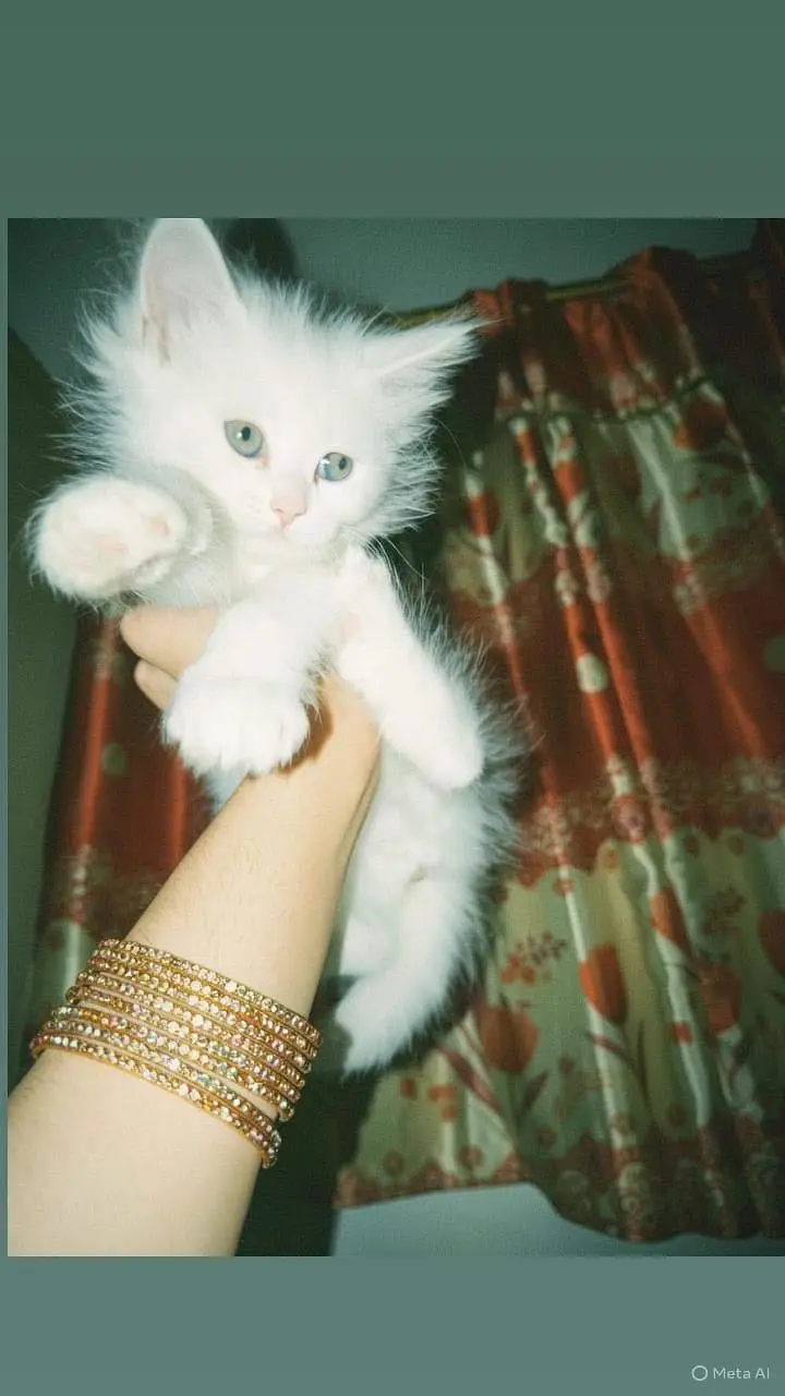 Persian kitten punch face triple coad litter trend kitten