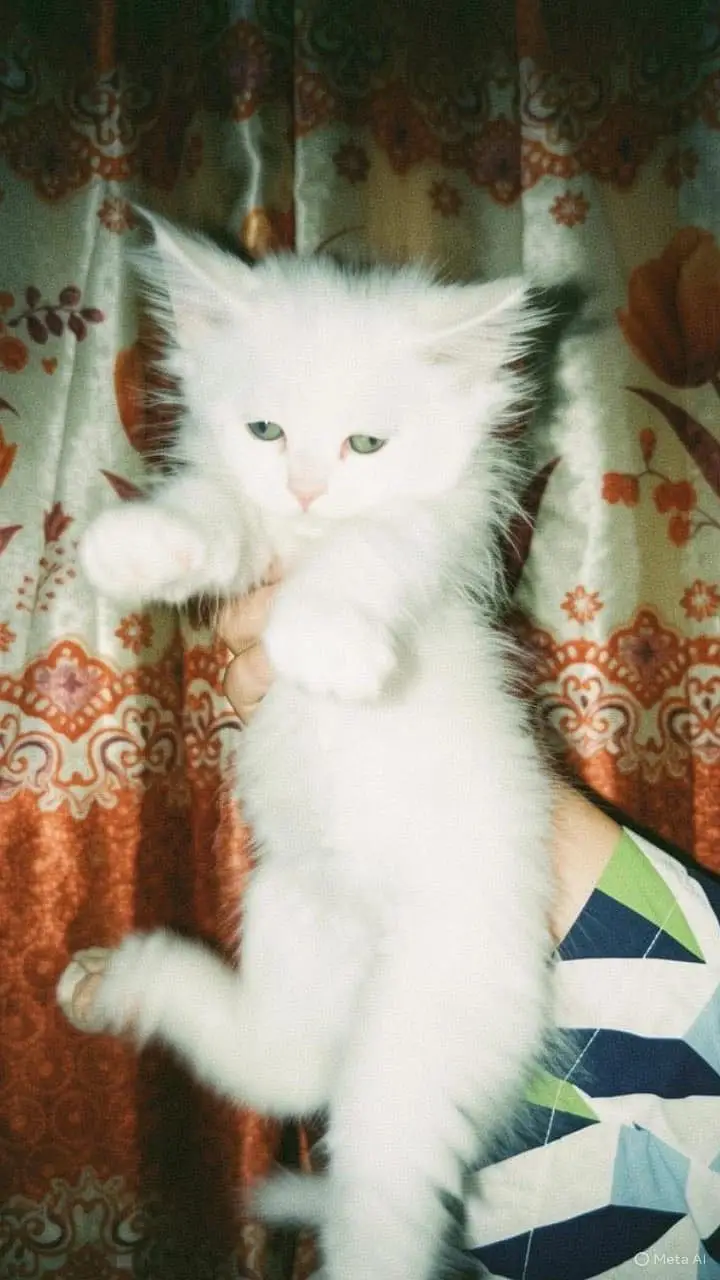 Persian kitten punch face triple coad litter trend kitten — photo 2