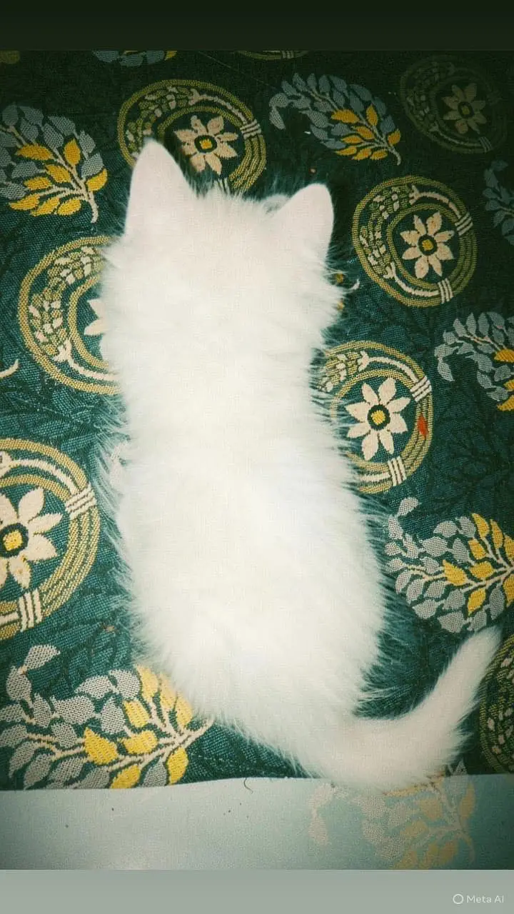 Persian kitten punch face triple coad litter trend kitten — photo 3
