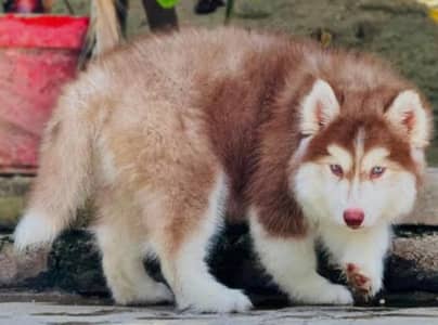 Siberian husky wooly coat cooper colour blue eyes