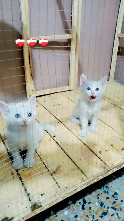 Double Cot Blue Eyes 2 Female Kittens