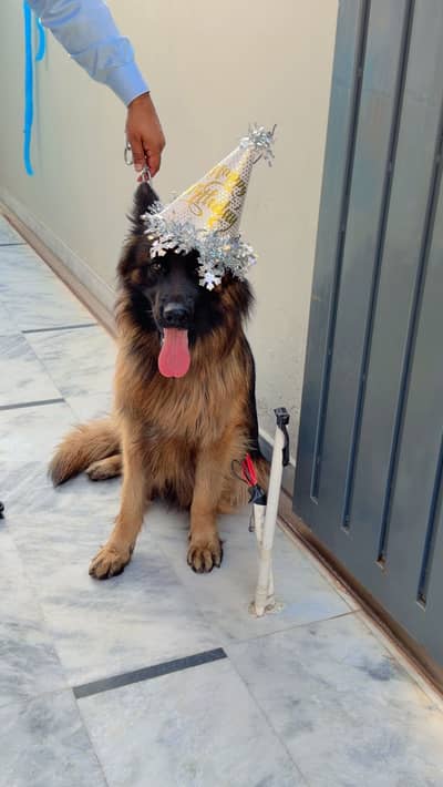 German shepherd pedigree