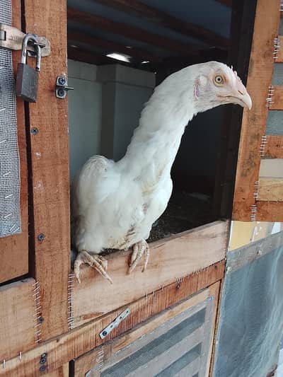 Aseel Heera breed