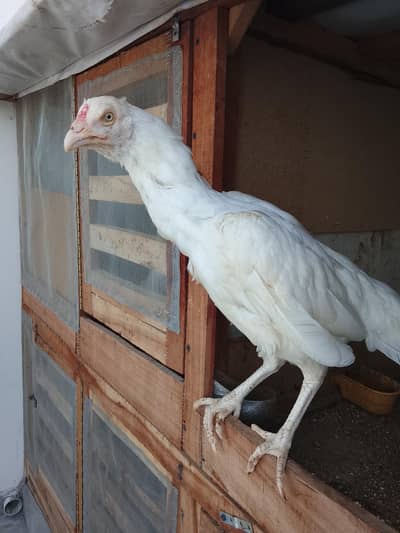 Aseel Heera breed