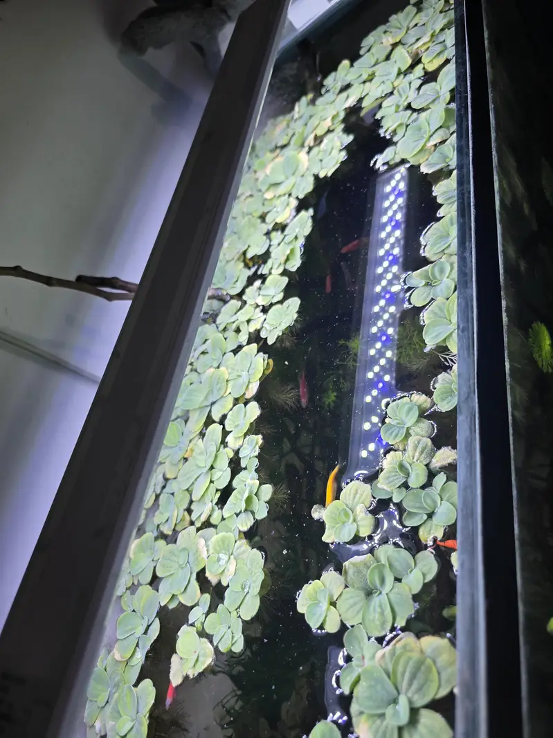 Live Aquarium Plant For Sale