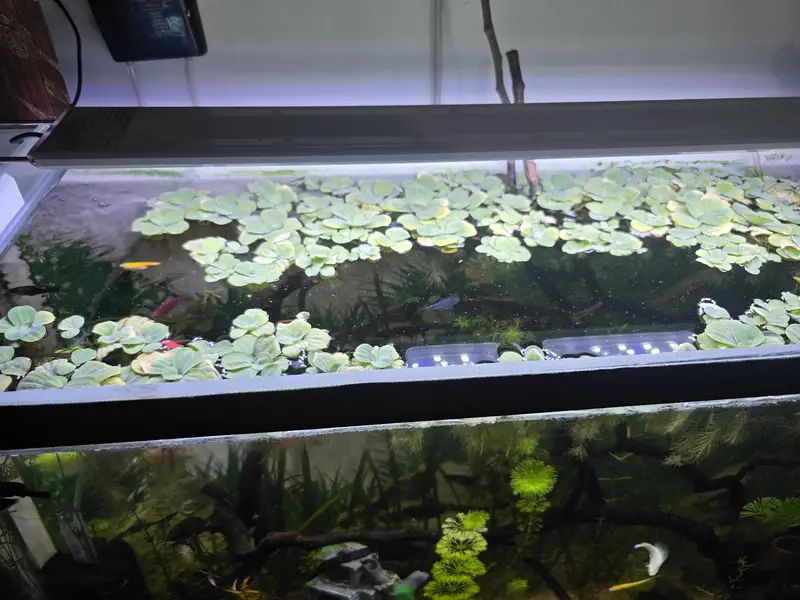 Live Aquarium Plant For Sale — photo 2