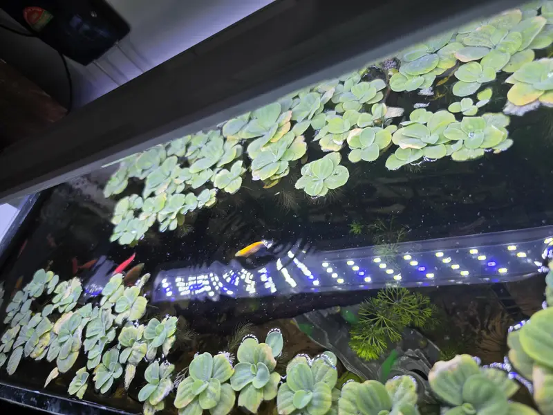 Live Aquarium Plant For Sale — photo 3