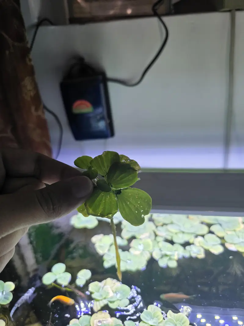 Live Aquarium Plant For Sale — photo 4