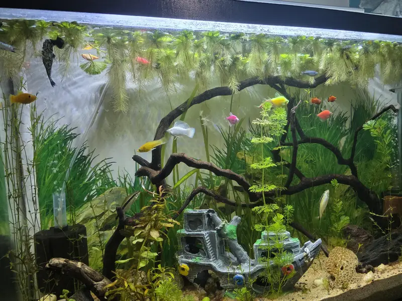 Live Aquarium Plant For Sale — photo 5