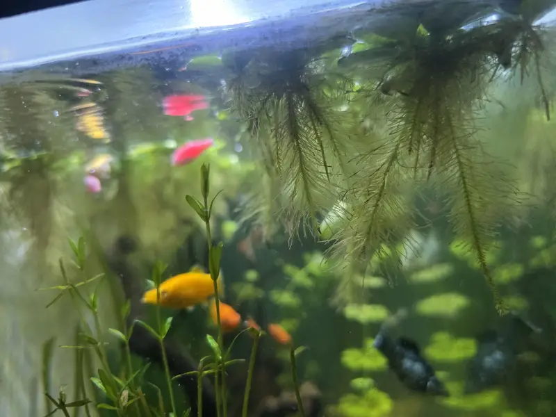 Live Aquarium Plant For Sale — photo 6